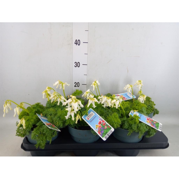 <h4>Dicentra   ...</h4>