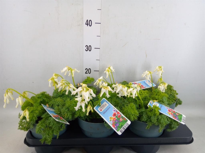 <h4>Dicentra   ...</h4>