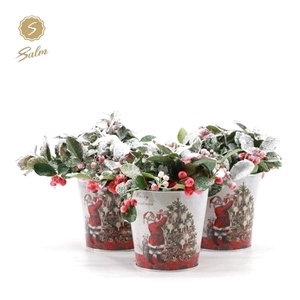Gaultheria pr. 'Big Berry'® P10 in Zinc Santa + Snow