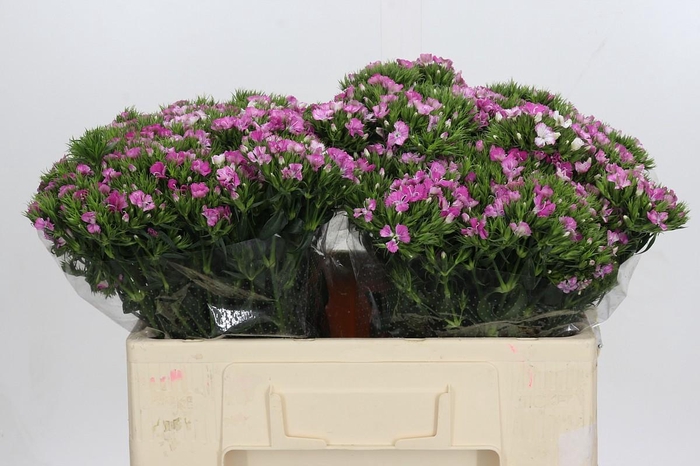 <h4>Dianthus Br Amazon Rose Magic</h4>