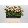 Paeonia L Snow Mountain