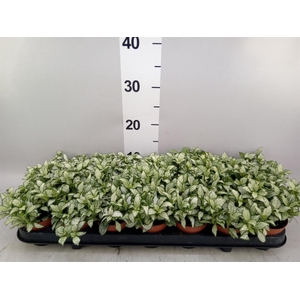 Fittonia  'Mosaic White Forest Fla'