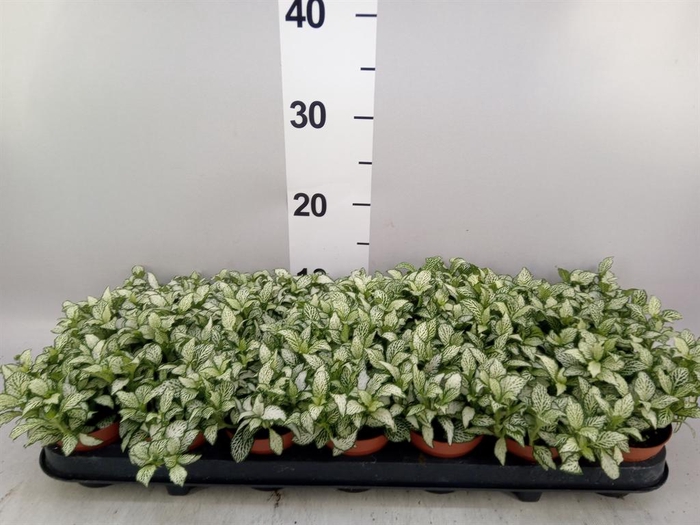 <h4>Fittonia  'Mosaic White Forest Fla'</h4>