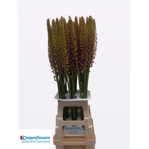 EREMURUS CLEOPATRA