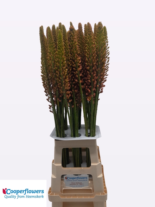 <h4>EREMURUS CLEOPATRA</h4>
