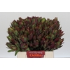 Leucadendron Senorita