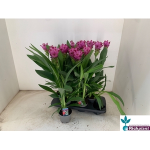 PLANTEN OV