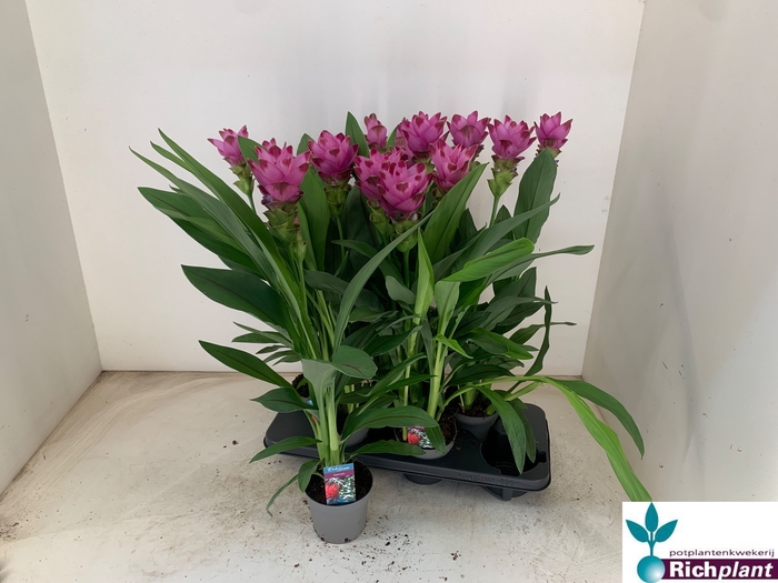 <h4>PLANTEN OV</h4>