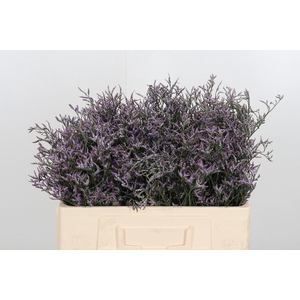 Limon Safora Lilac