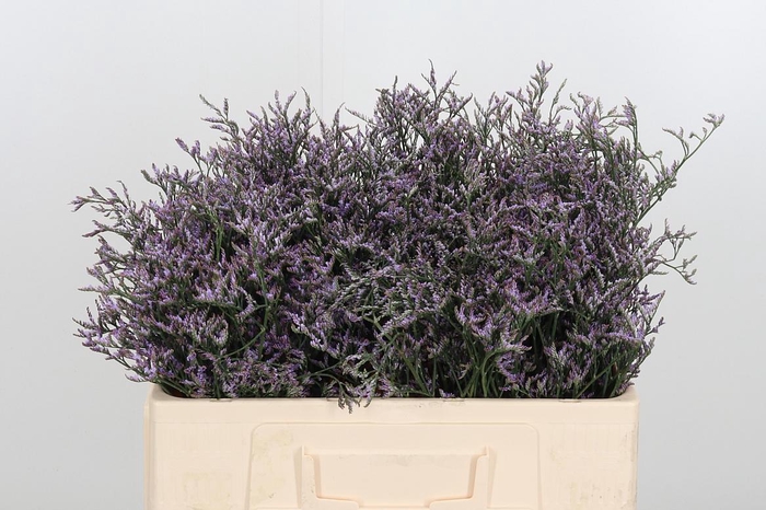 <h4>Limon Safora Lilac</h4>