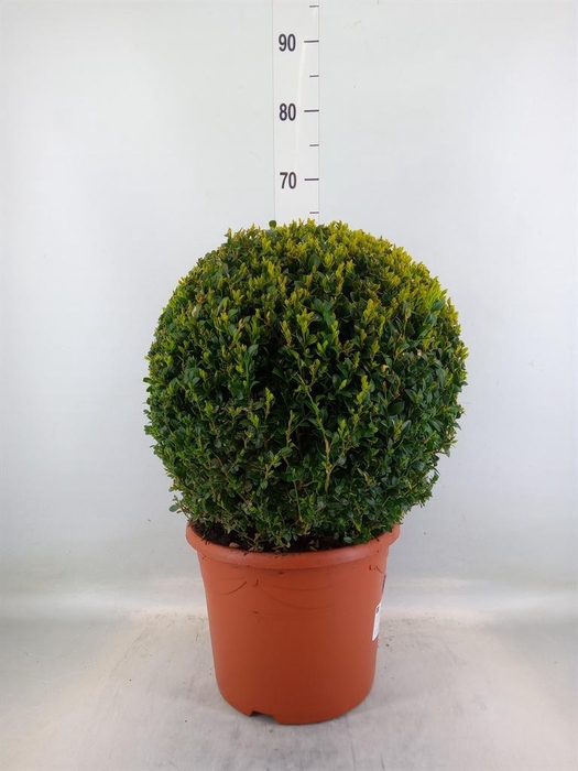 <h4>Buxus semp.   ...</h4>