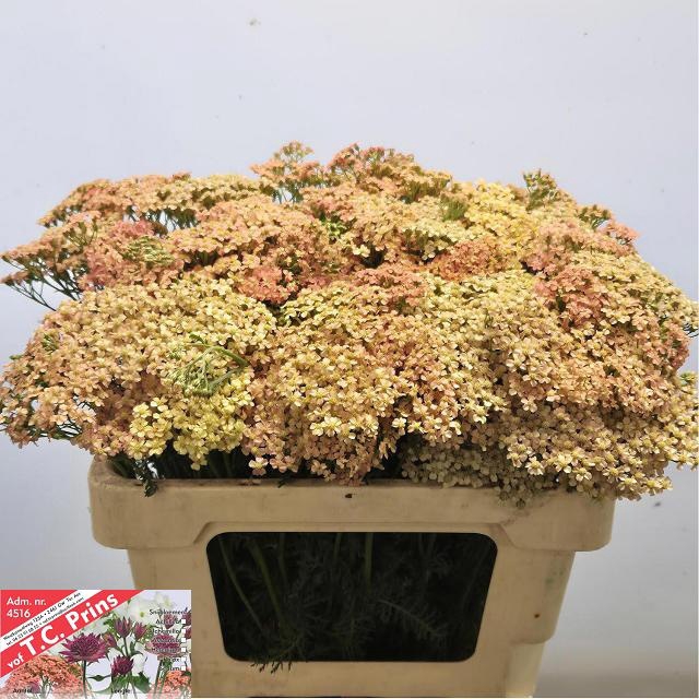 <h4>ACHIL M LACHSSCHON</h4>