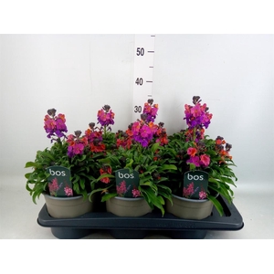 Erysimum linifolium