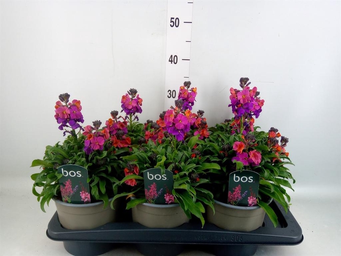 <h4>Erysimum linifolium</h4>