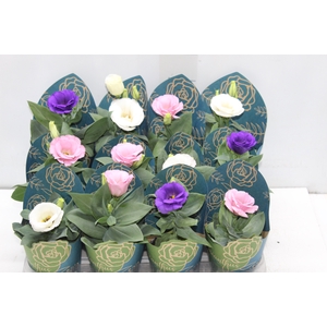 LISIANTHUS P09