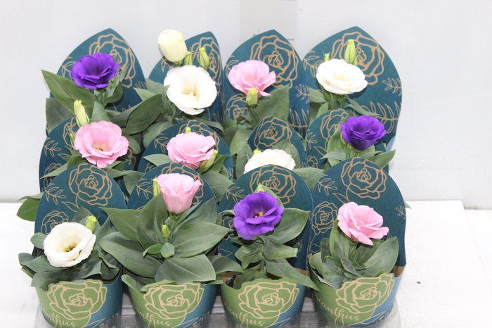 <h4>LISIANTHUS P09</h4>