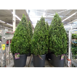 Buxus semp.   ...