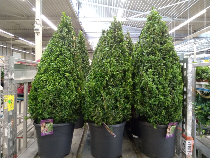 Buxus semp.   ...