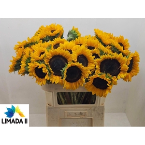 HELIANTHUS SUNRICH ORANGE HELI SUNR