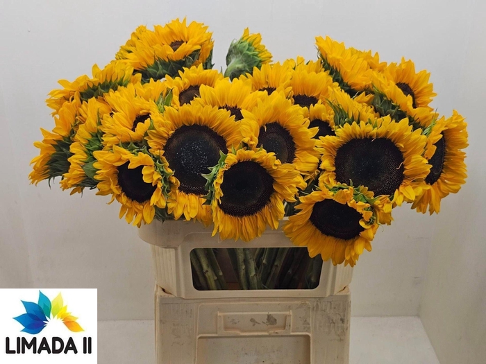 <h4>HELIANTHUS SUNRICH ORANGE HELI SUNR</h4>