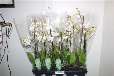 <h4>Phal Mf Ov Wit 1 Branche 12+</h4>