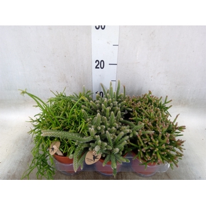 Rhipsalis   ...mix