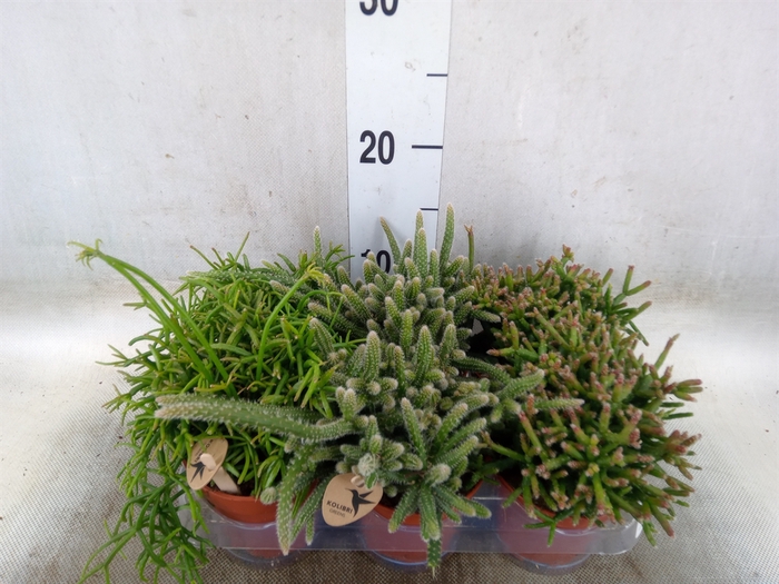 <h4>Rhipsalis   ...mix</h4>