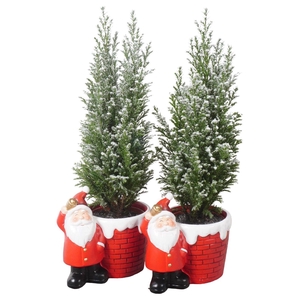 PTK25160 Ellwoodii met sneeuw in keramiek pot