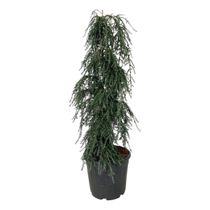 Tsuga can. 'Cole's Prostrate'