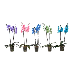 Phal I Am Mix 2T12+