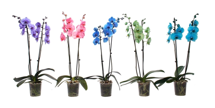 <h4>Phal I Am Mix 2T12+</h4>