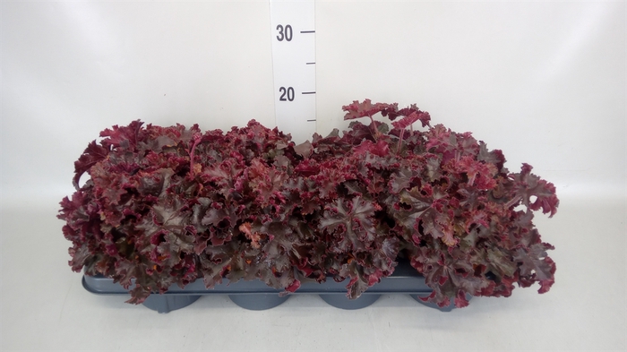 <h4>Heuchera   ...</h4>