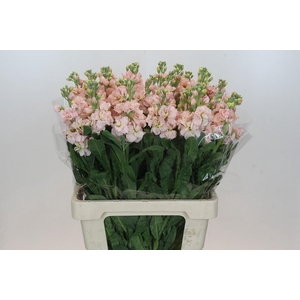 Matthiola Iron Apricot