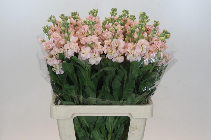 <h4>Matthiola Iron Apricot</h4>