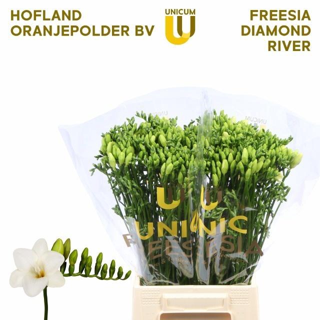 <h4>FR EN DIAMOND RIVER</h4>