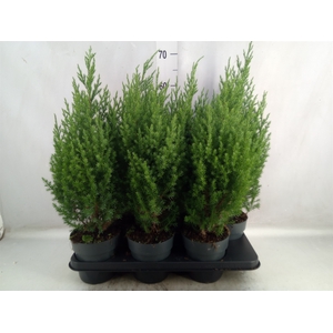 Juniperus chinensis 'Stricta'