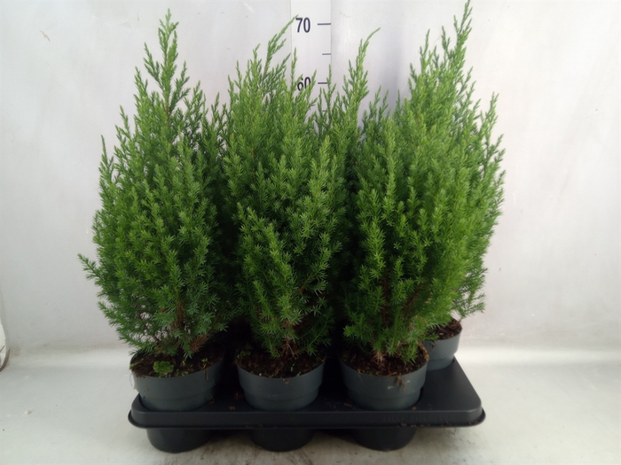 Juniperus chinensis 'Stricta'