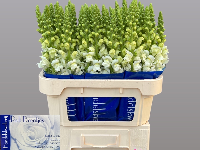 <h4>Antir Antibes White</h4>