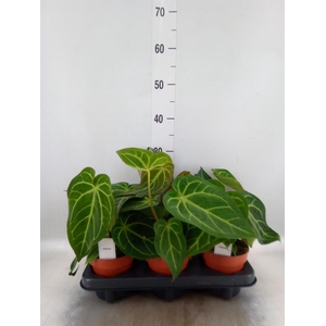 Anthurium   ...