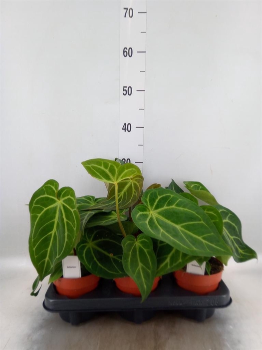 <h4>Anthurium   ...</h4>