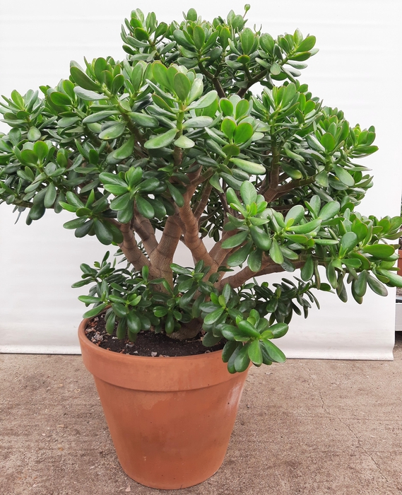 <h4>Crassula ovata</h4>