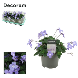 Streptocarpus saxorum 13 cm Decorum