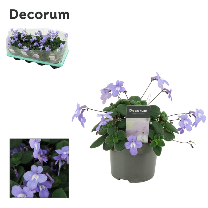 <h4>Streptocarpus saxorum 13 cm Decorum</h4>