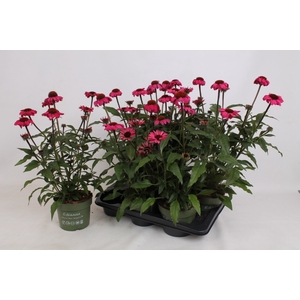 ECHINA SOMBRERO ROSE