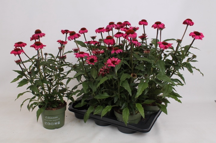 <h4>ECHINA SOMBRERO ROSE</h4>