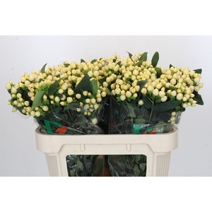 Hypericum Magical White Prince