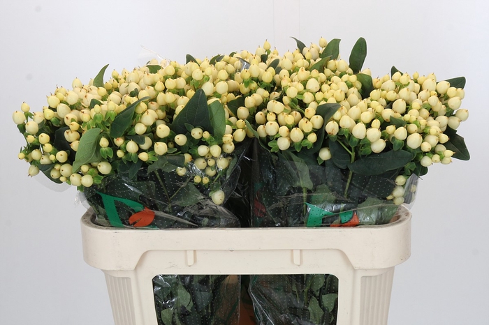 <h4>Hypericum Magical White Prince</h4>