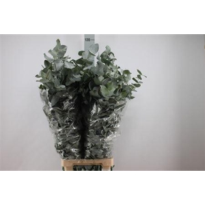 Euca Cinerea Lang Super 400 Gram 100 Cm