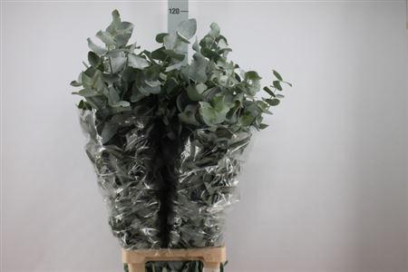 <h4>Euca Cinerea Lang Super 400 Gram 100 Cm</h4>