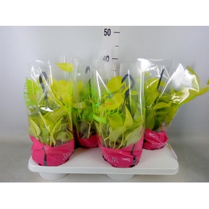 Epipremnum pinn. 'Golden Pothos' HG